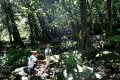 Banyan forest growing over a damp river bed